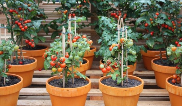 Tomatoes growing containers pots plant grow runtedrun tips staking How to grow tomatoes in containers